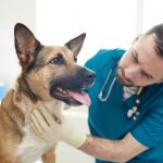 How to Prepare Your Pet for a Vet Visit?