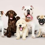 The Top Questions to Ask Before Choosing a Pet Insurance Provider