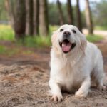 The Benefits of Pet Insurance for Dogs with Preexisting Conditions